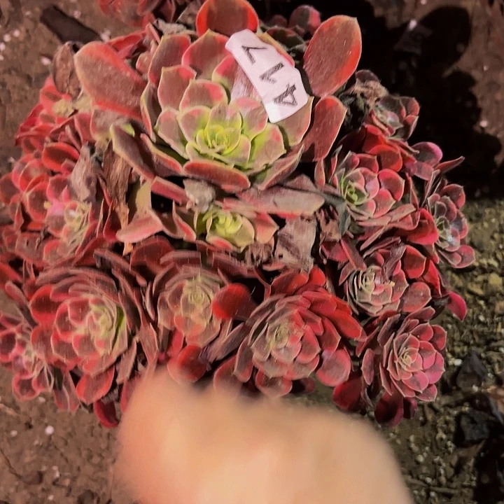 417凤冠多肉植物不售后