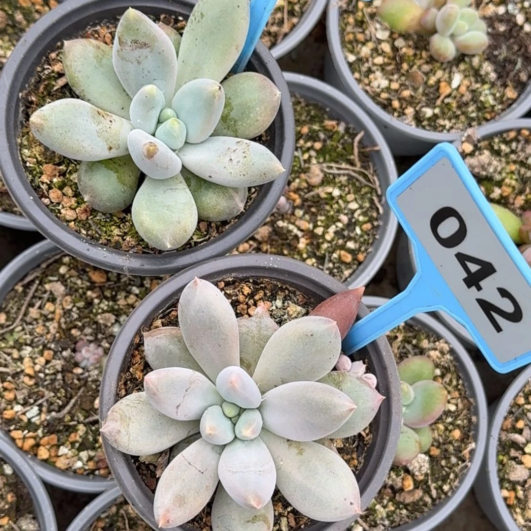 哥特两颗018.042.