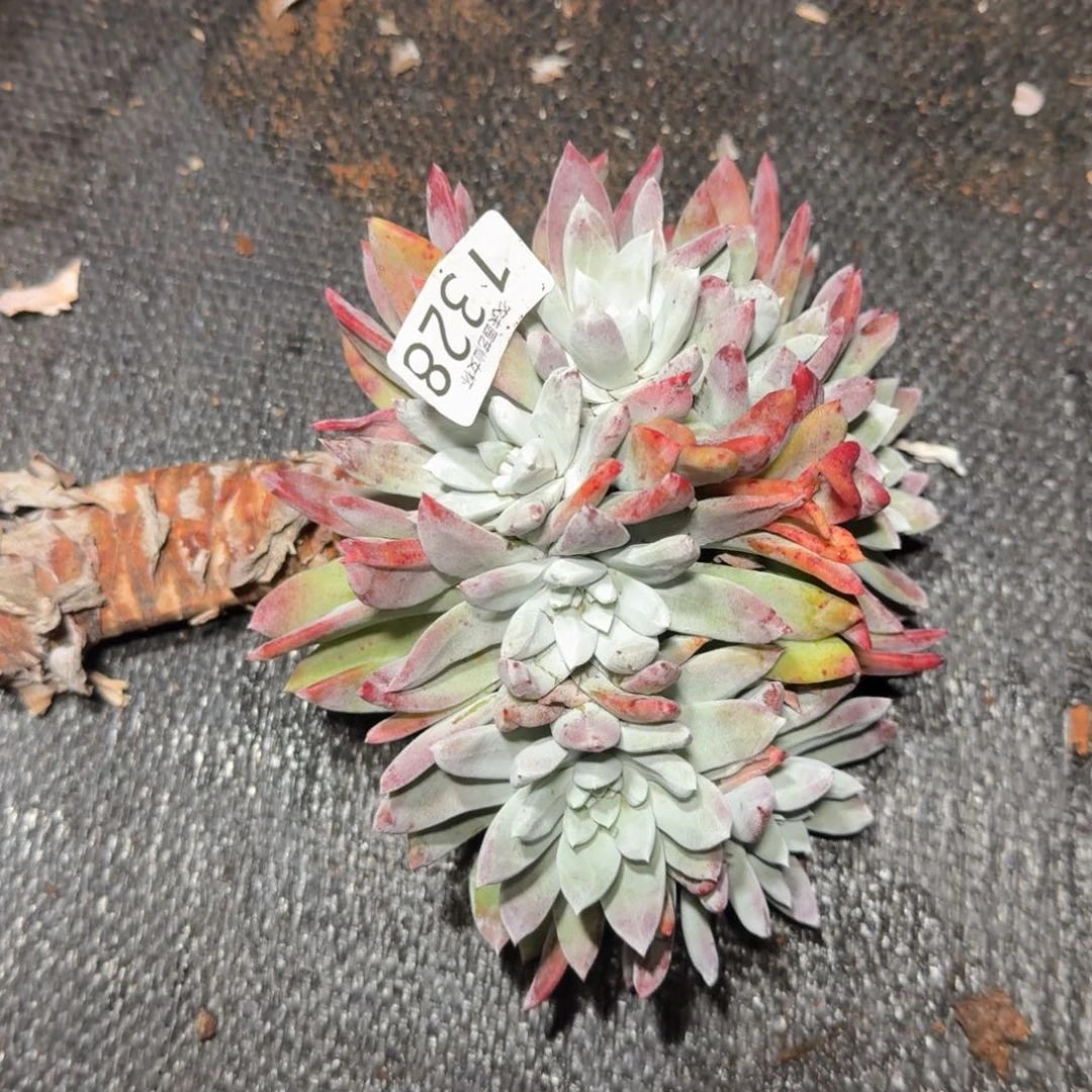 兜***）红帕仙女杯多肉福利