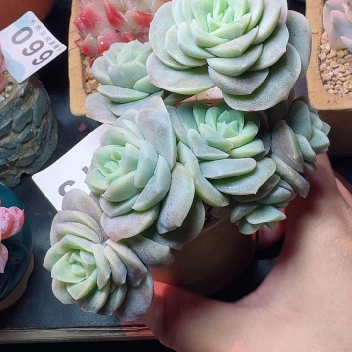 可爱玫瑰         精控精养多肉植物