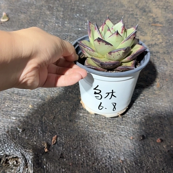 胖大欣多肉园艺乌木
