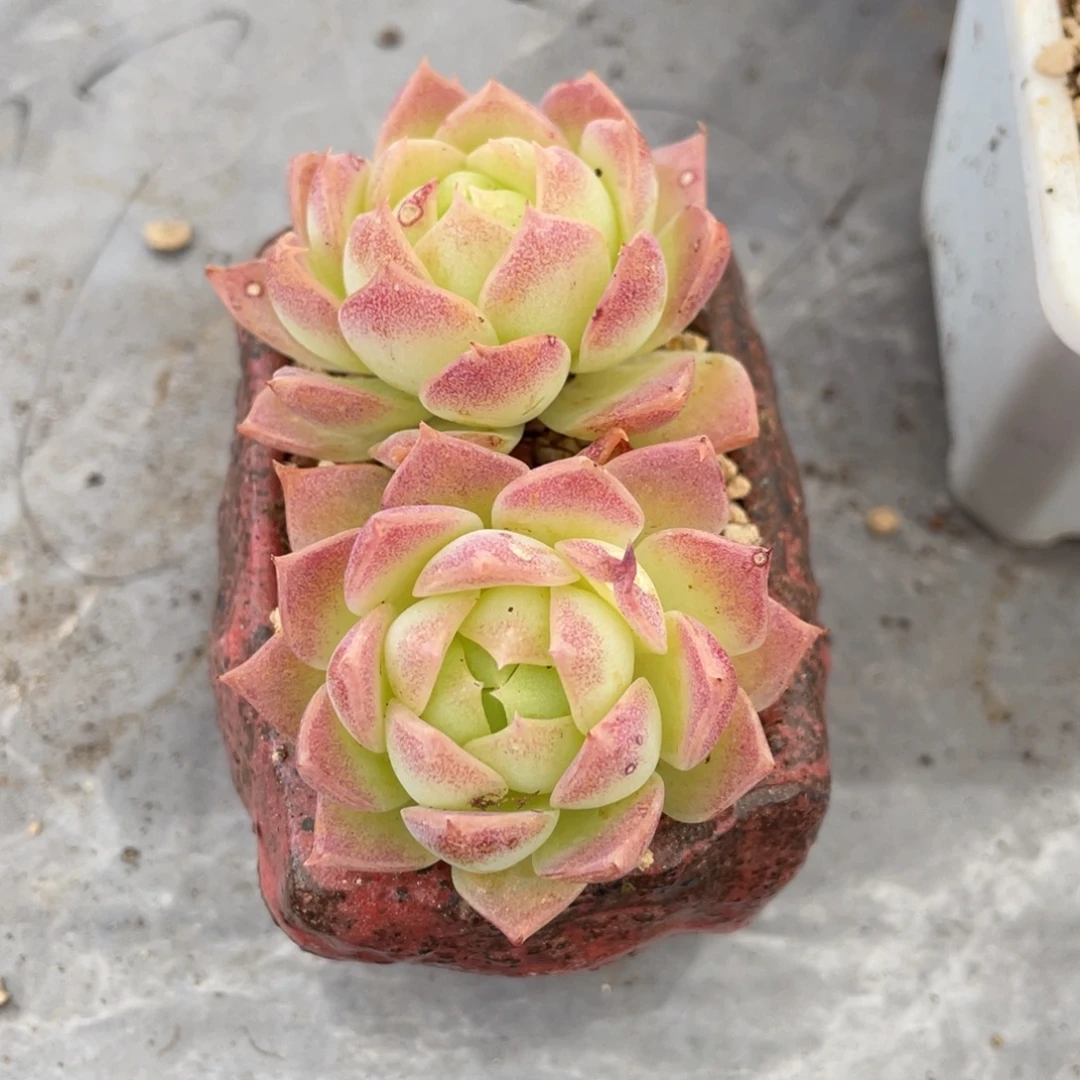 百媚双头满35包邮