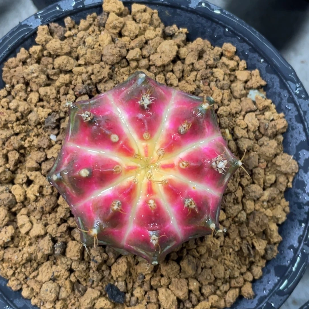 当前无花朵，栽培后可花朵玫红皇氏轮回