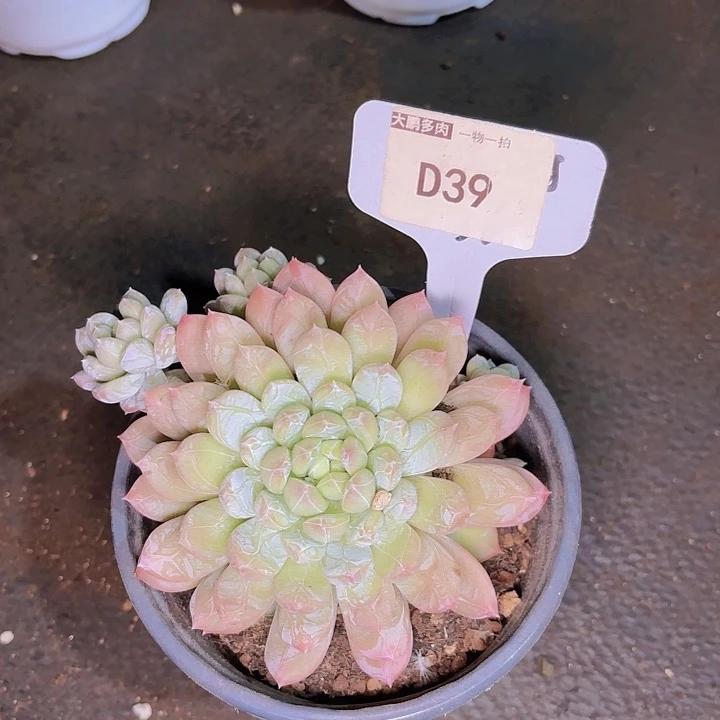 过**子百达翡丽一物一拍D39