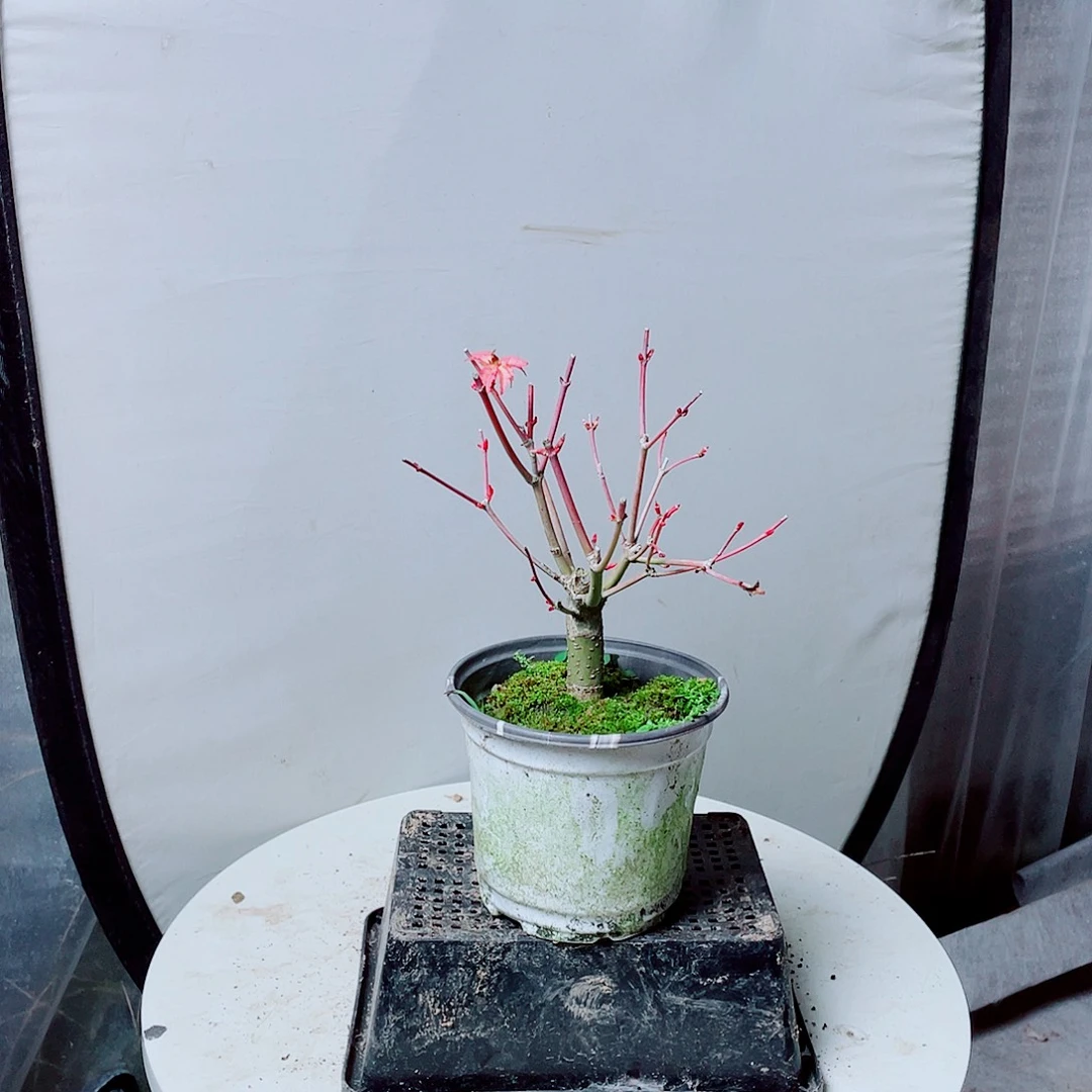 无花朵黄金枫卡苏