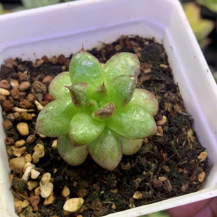 小宝石杂 多肉植物
