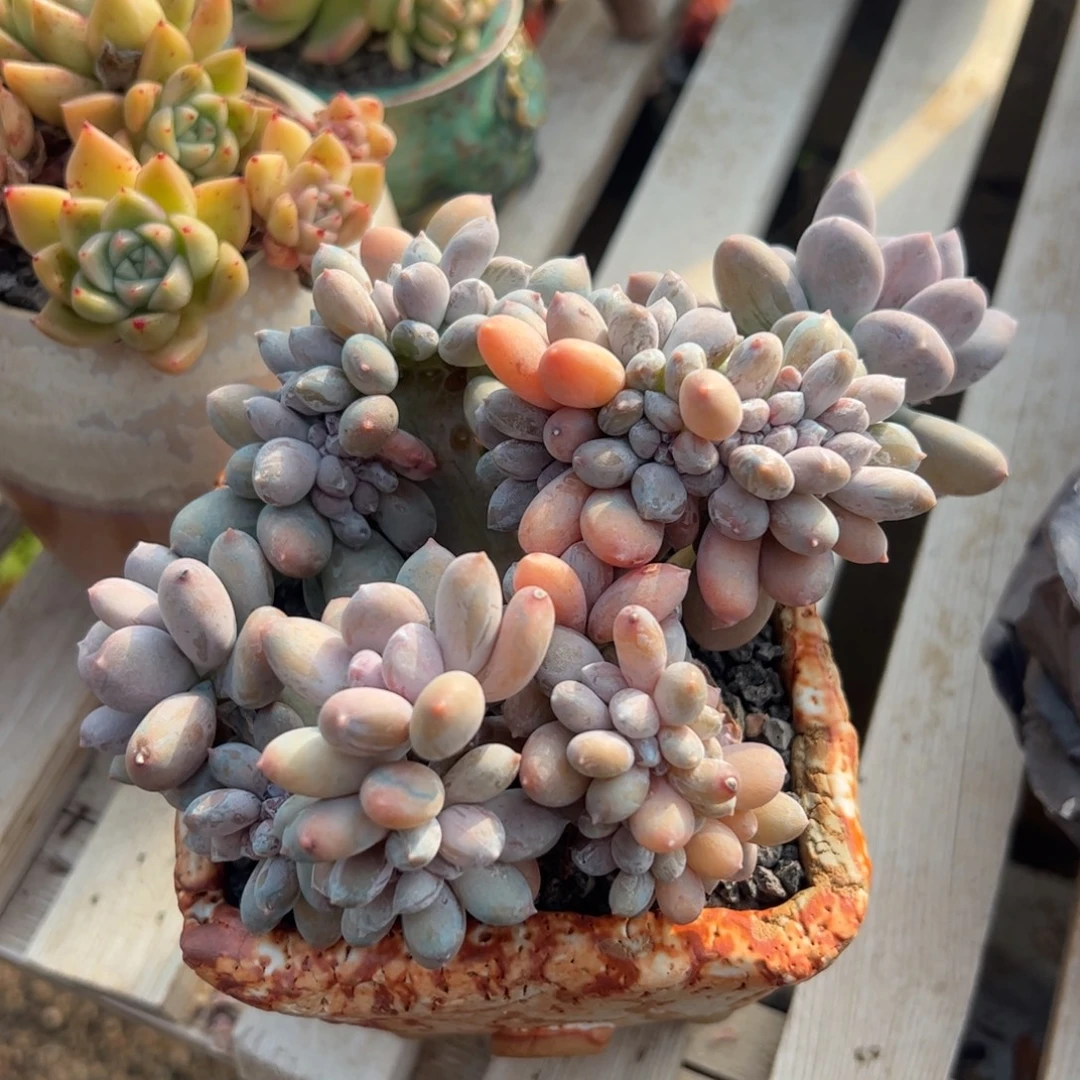 桃美人缀化多肉植物