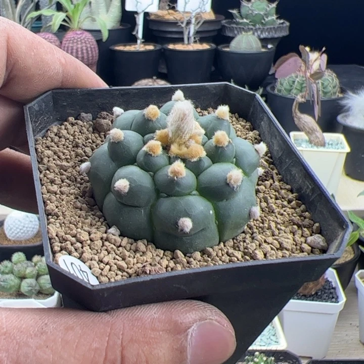 风**起龟甲兜一物一拍默认脱土发