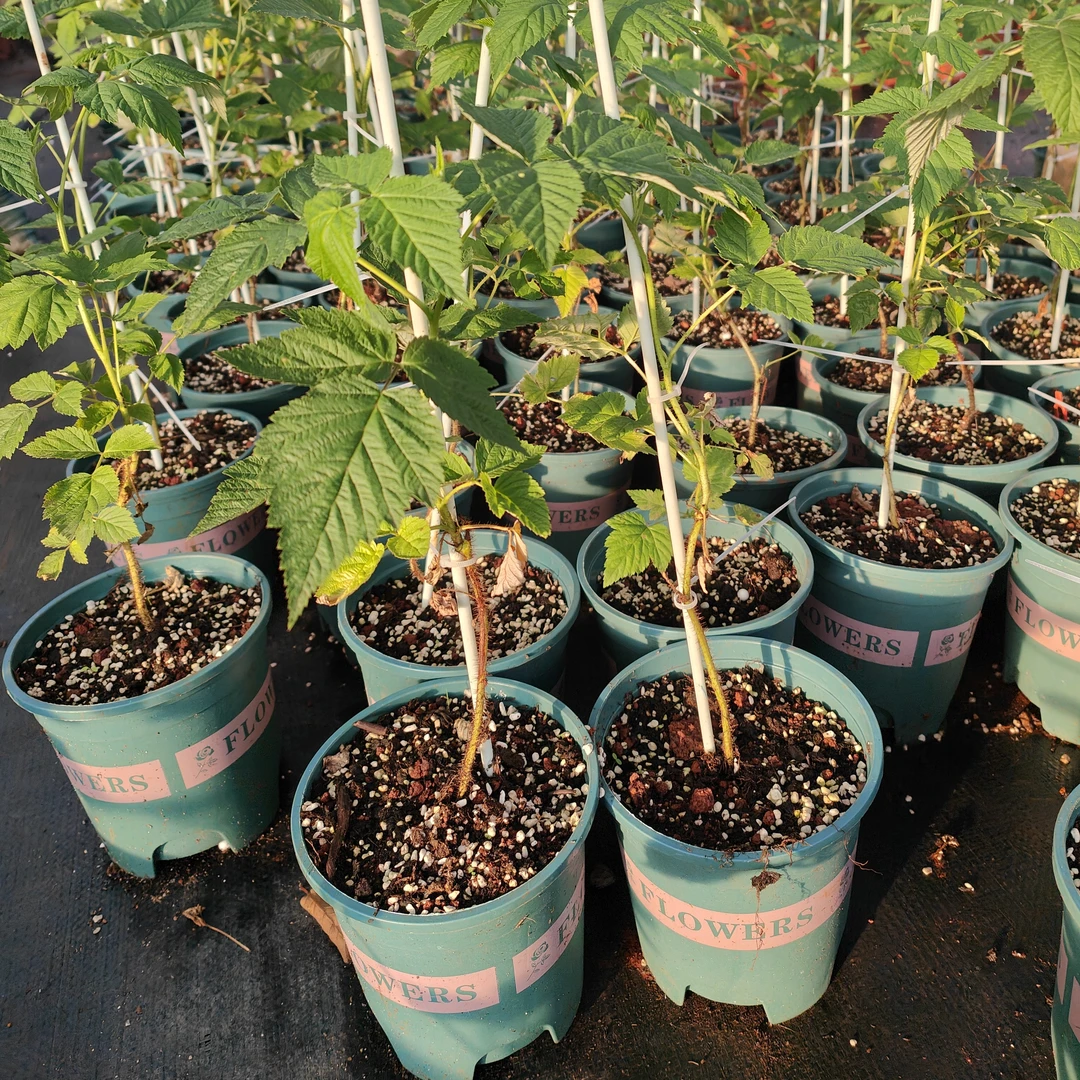 《双季红树莓盆栽》室外绿植双季红树莓