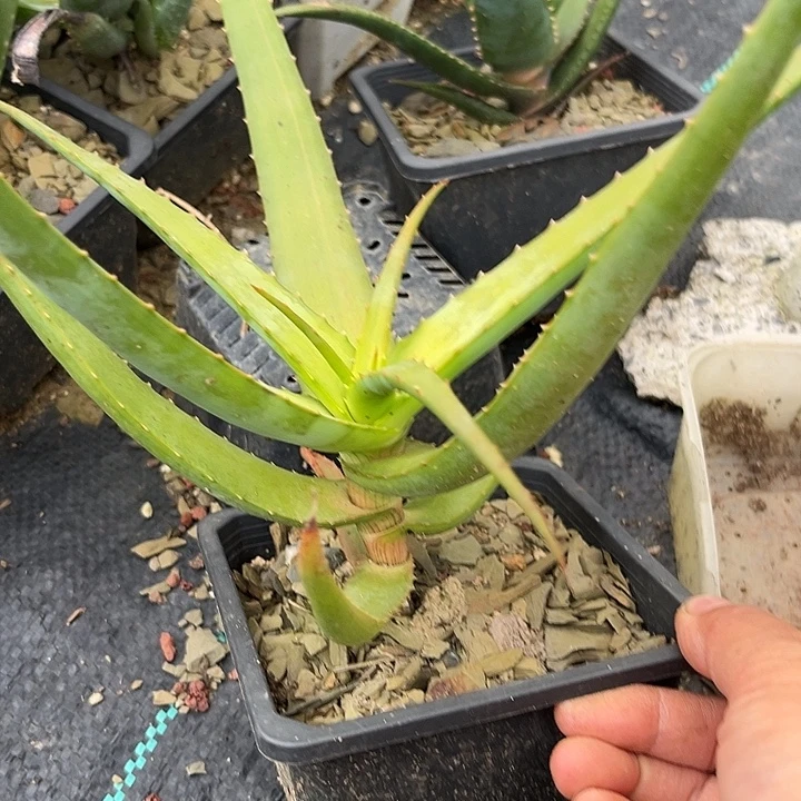 穗花芦荟35679990999