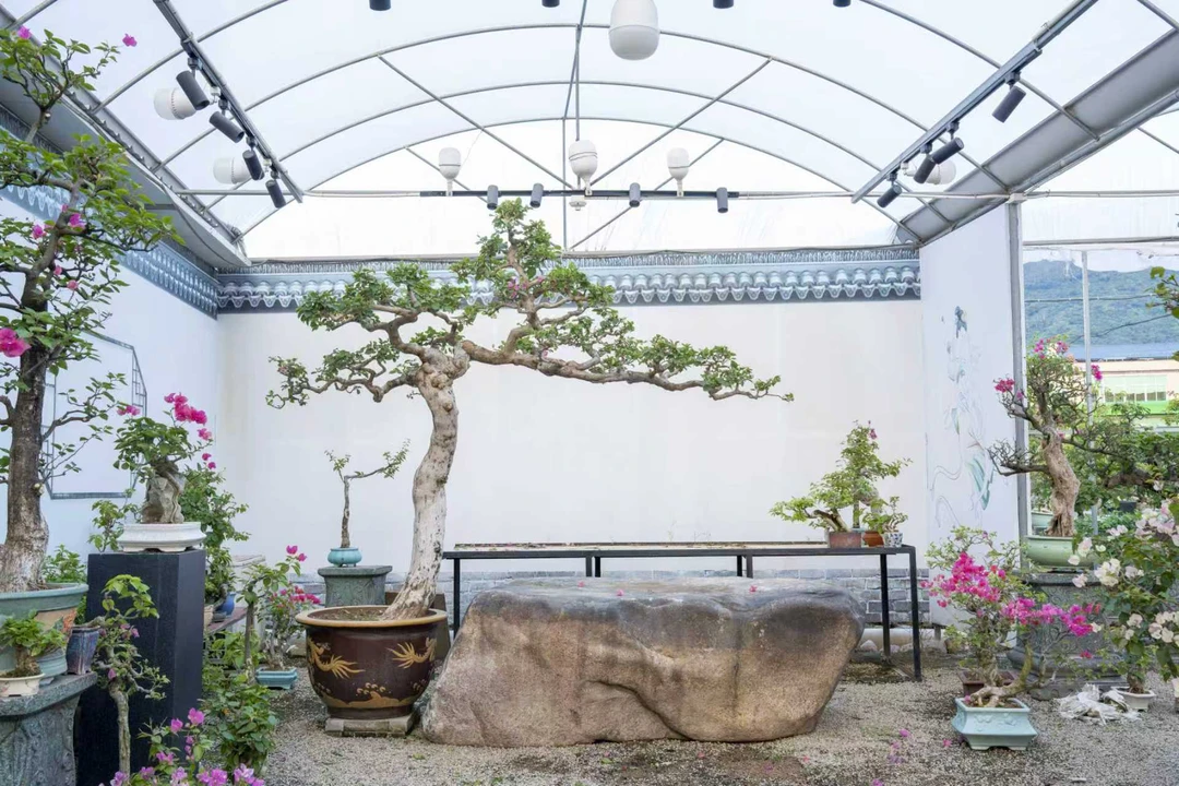 三角梅盆景栽四季可开花老桩阳台庭院绿植耐热好养