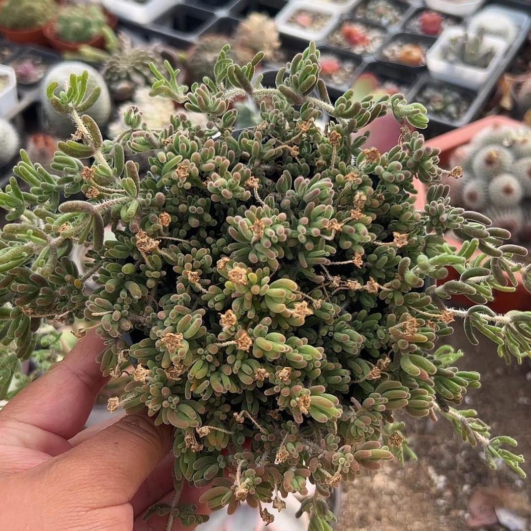 多肉植物枝干带盆