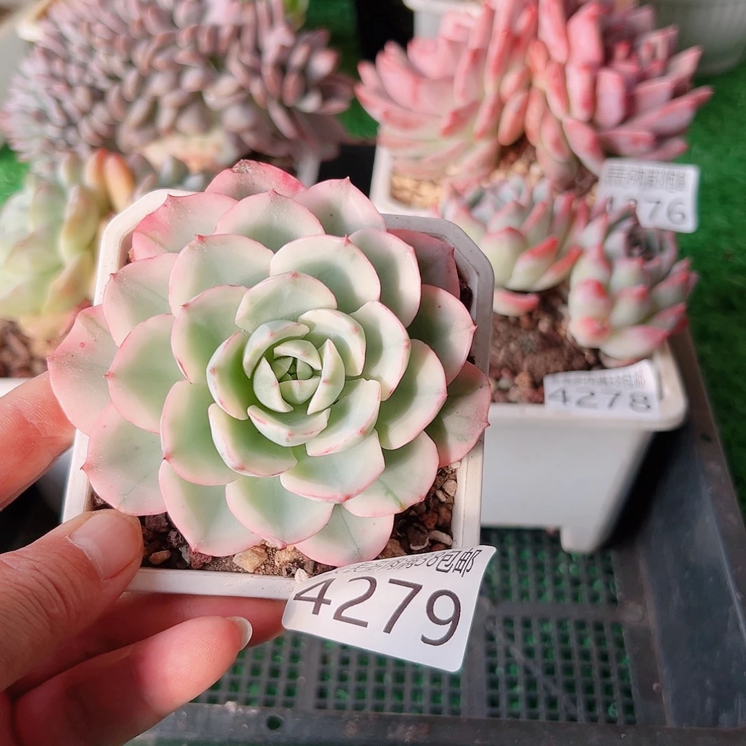 无花朵多肉一物一拍植物4279