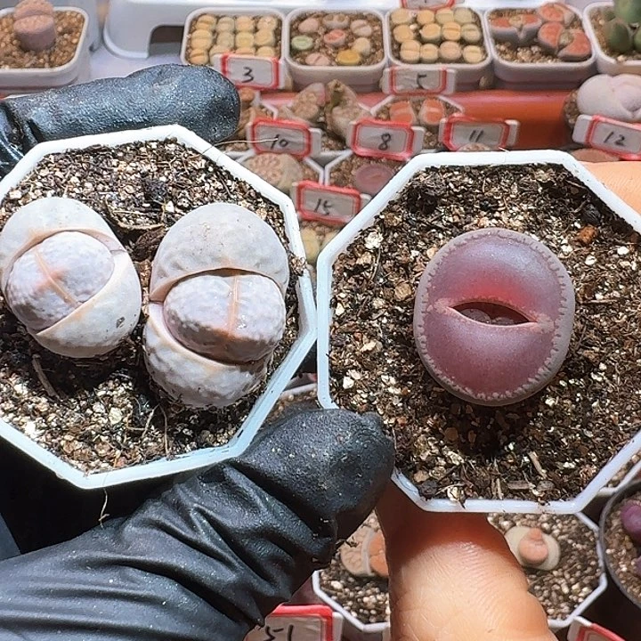 生石花23:：/。  179