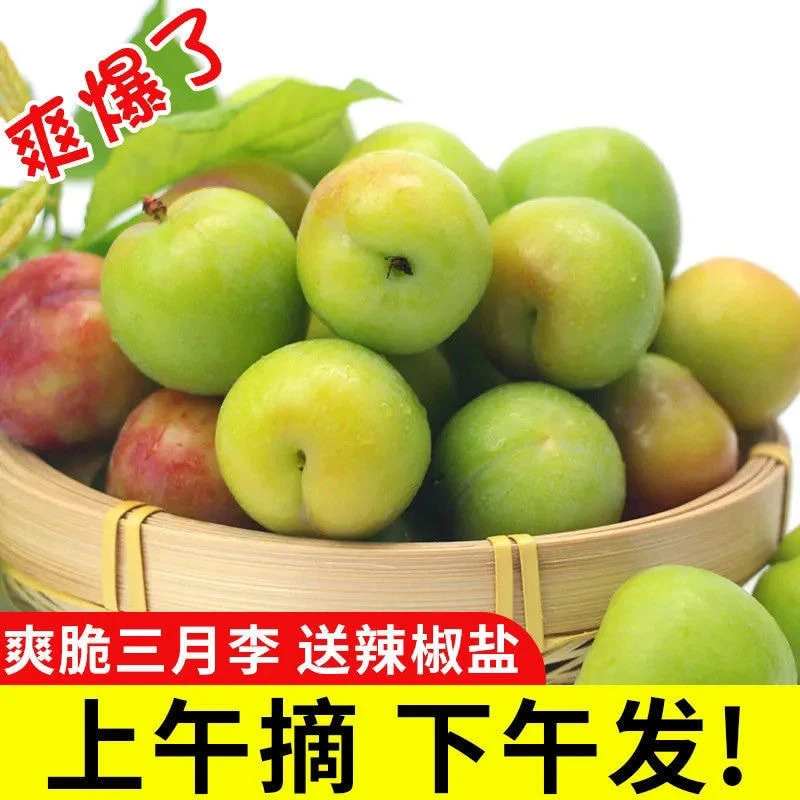 正宗三月李子信宜钱排特产酸腌制新鲜孕妇水果当季现摘早熟青李子