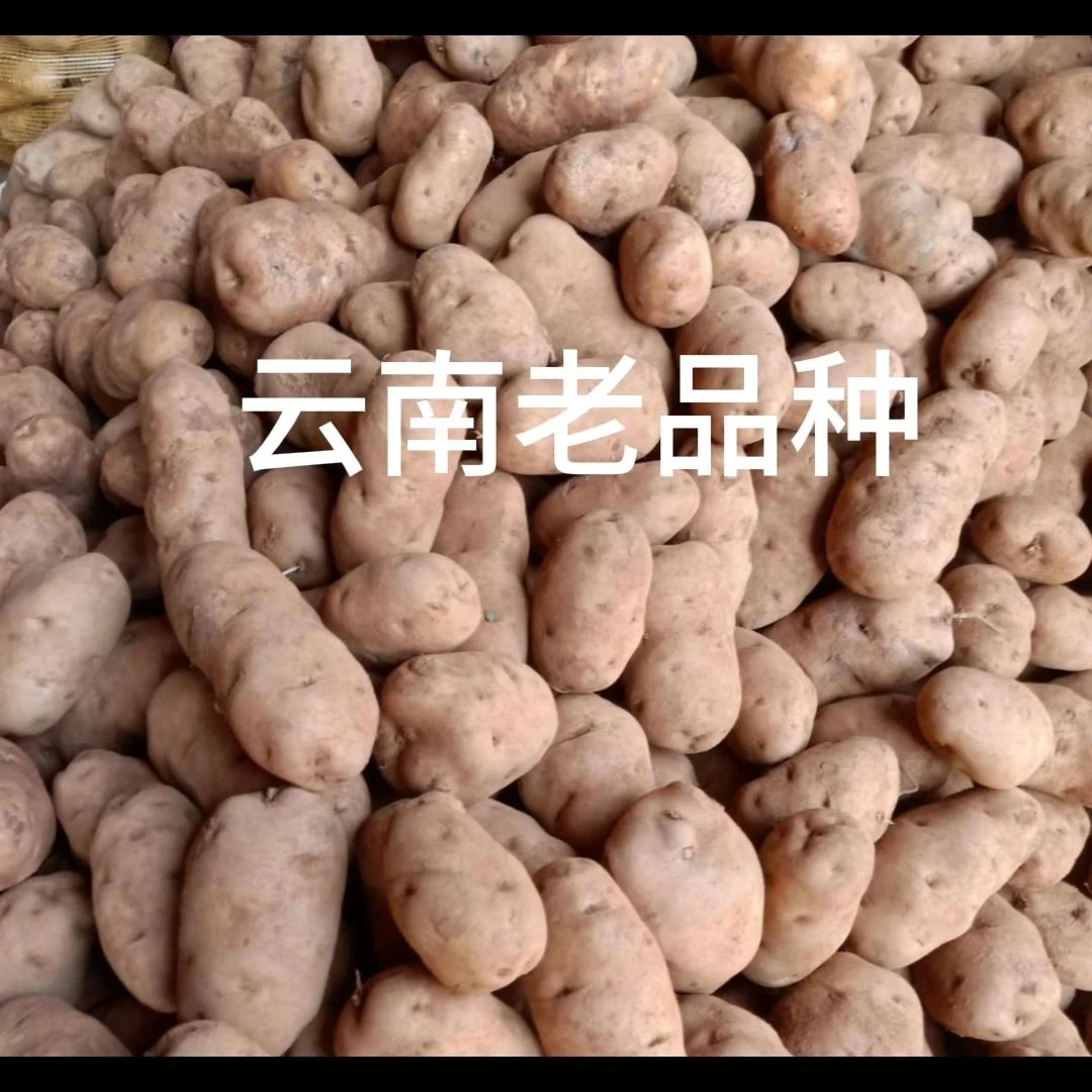 云南省宣威高山黄心米拉洋芋新鲜美味老品种土豆昭通洋芋贵州洋芋