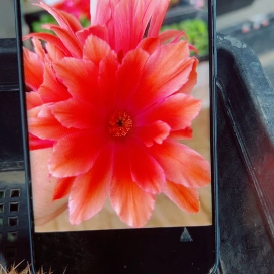 下8红水仙软2个无根小侧芽20包邮