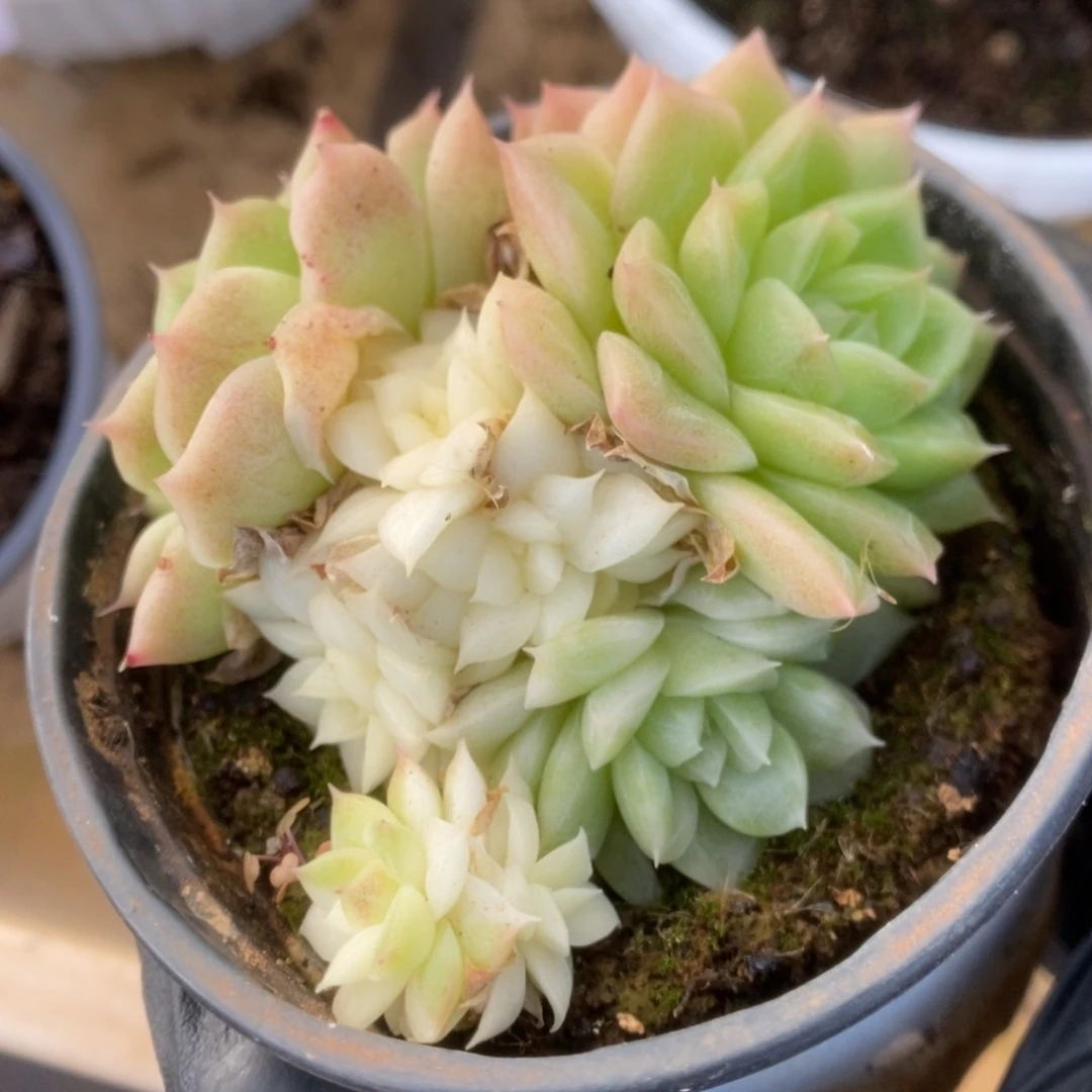 139白瓷麦杆锦锦锦锦锦锦