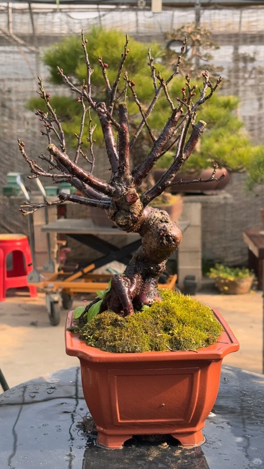 过年花 骨里红红梅，耐寒耐热，开正红色花，漂亮艳丽有淡淡的花香味