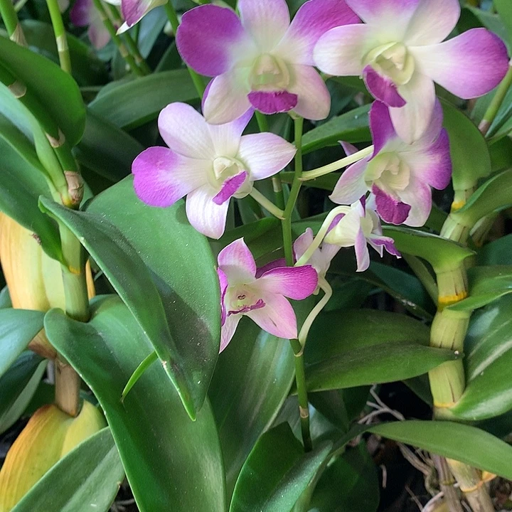 完全开放贵妇人大小2苗裸根发花叶不包损