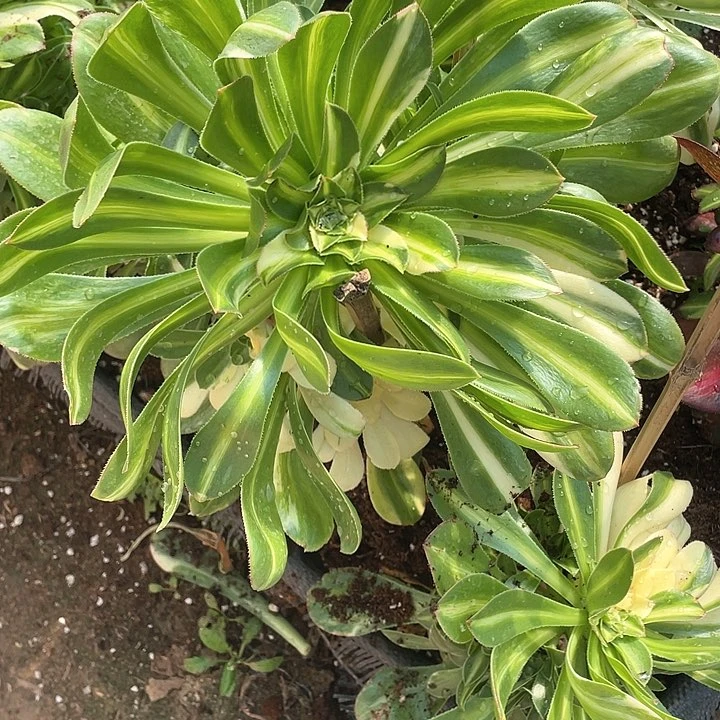 ?****豬多肉法师多肉法师628