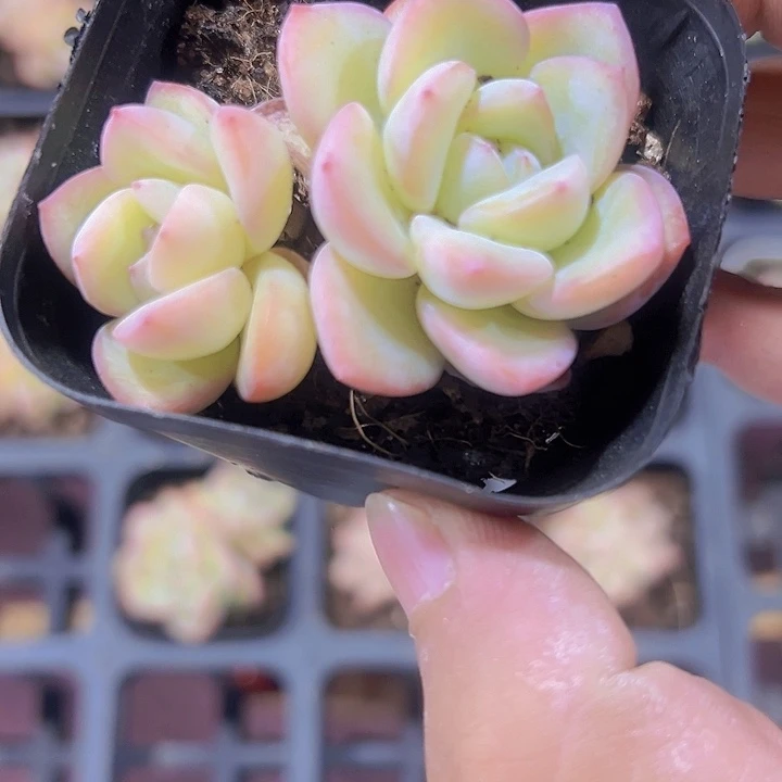 泡芙精品多肉植物