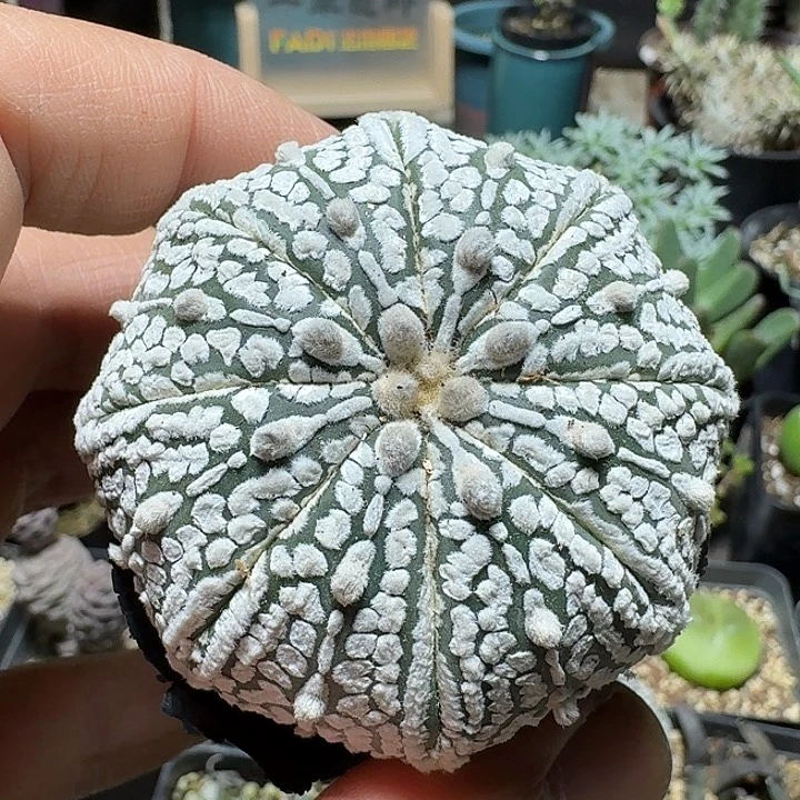 221超兜实生脱土发货实生