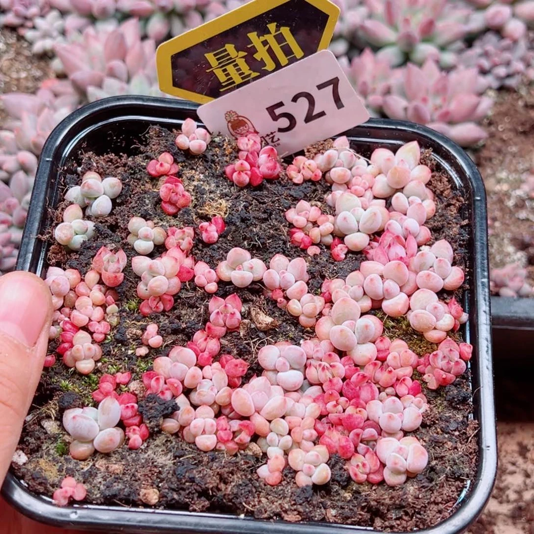 多肉植物多肉植物