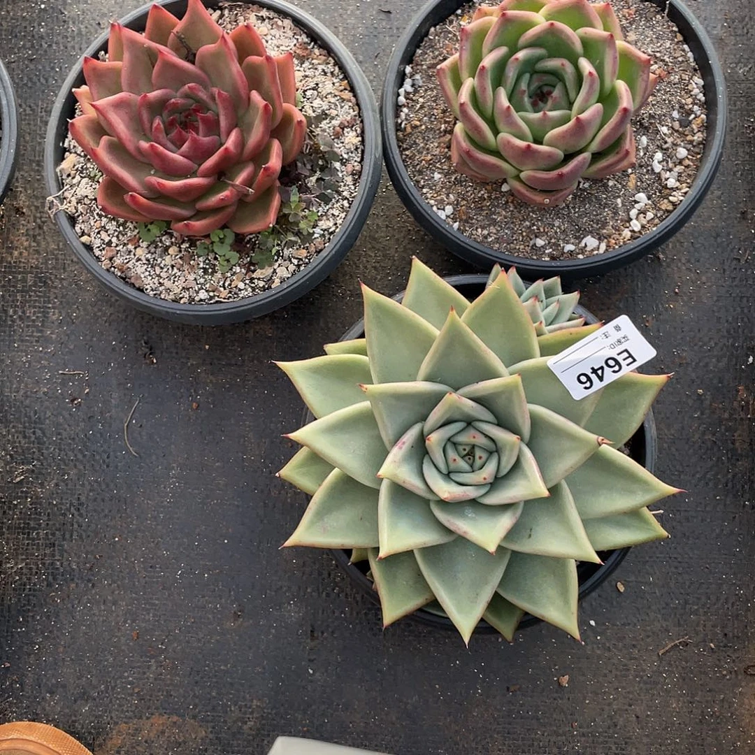 若如东云组拍E646