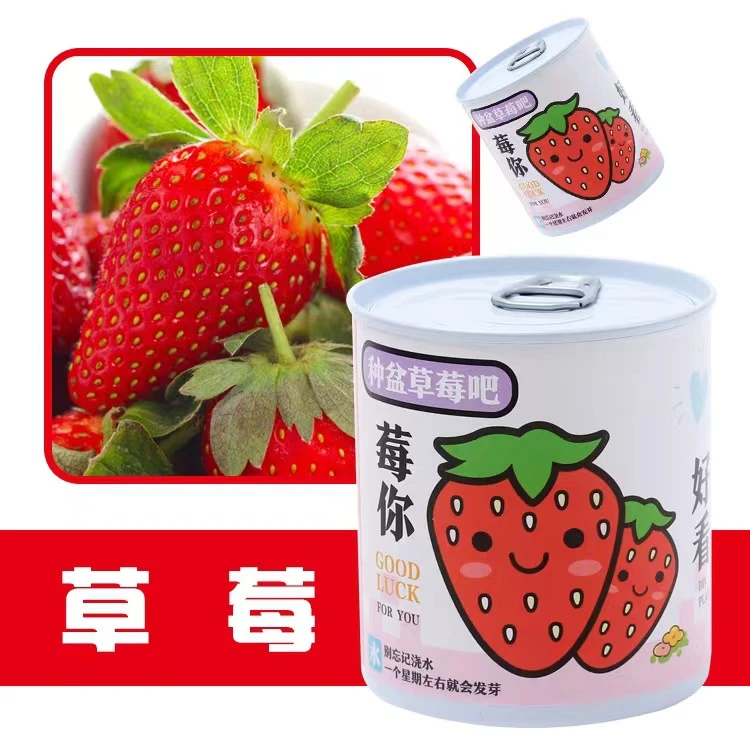 易拉罐盆栽室内桌面迷你小绿植学生圣诞礼物种植罐头观景盆栽批发