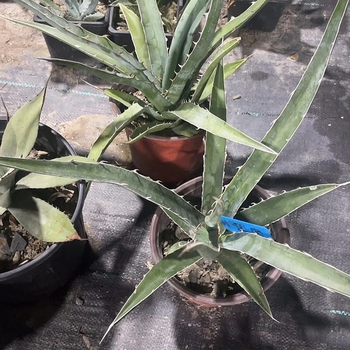 无花朵龙舌兰九吞童子