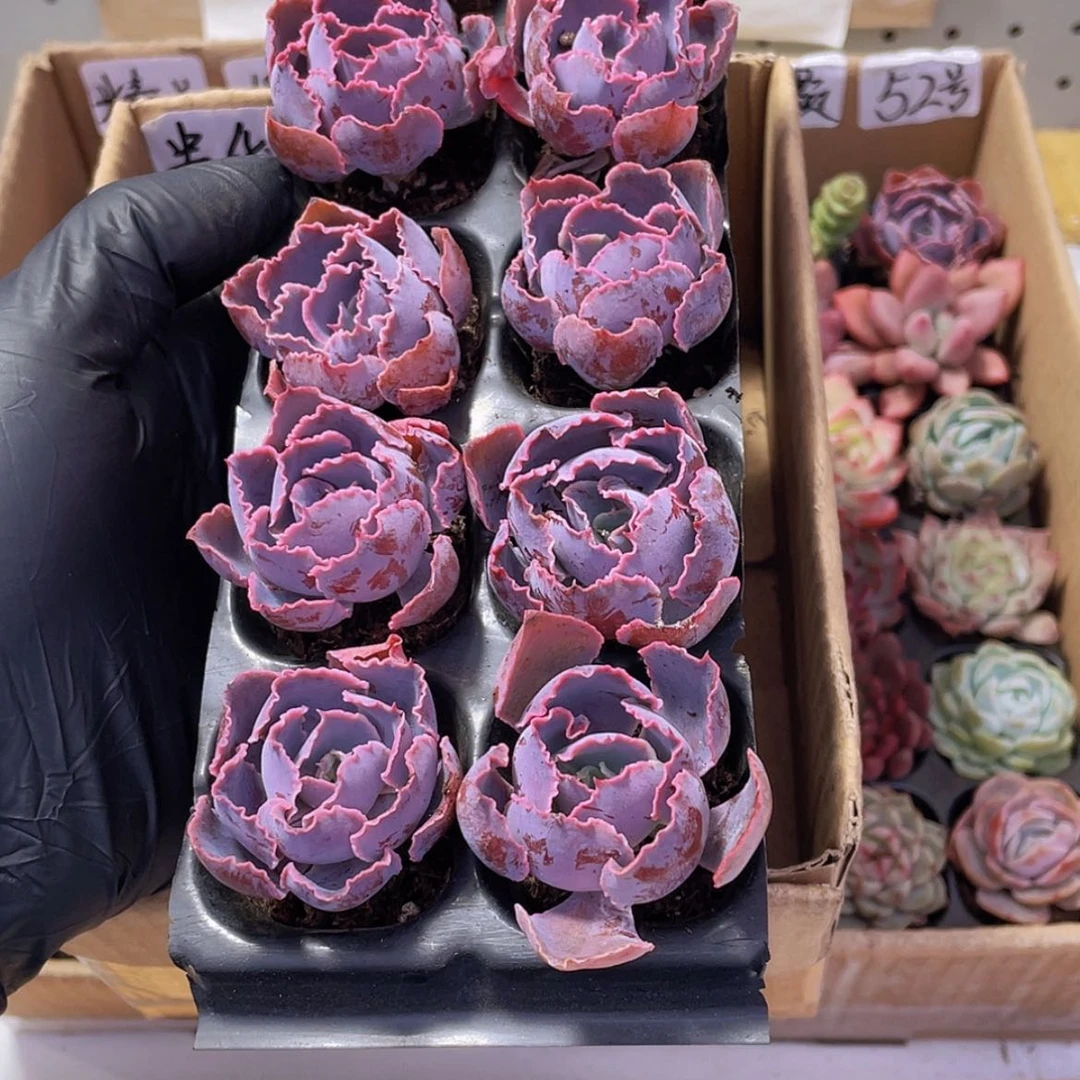 【闪购商品】10颗晚霞之舞约3-5厘米