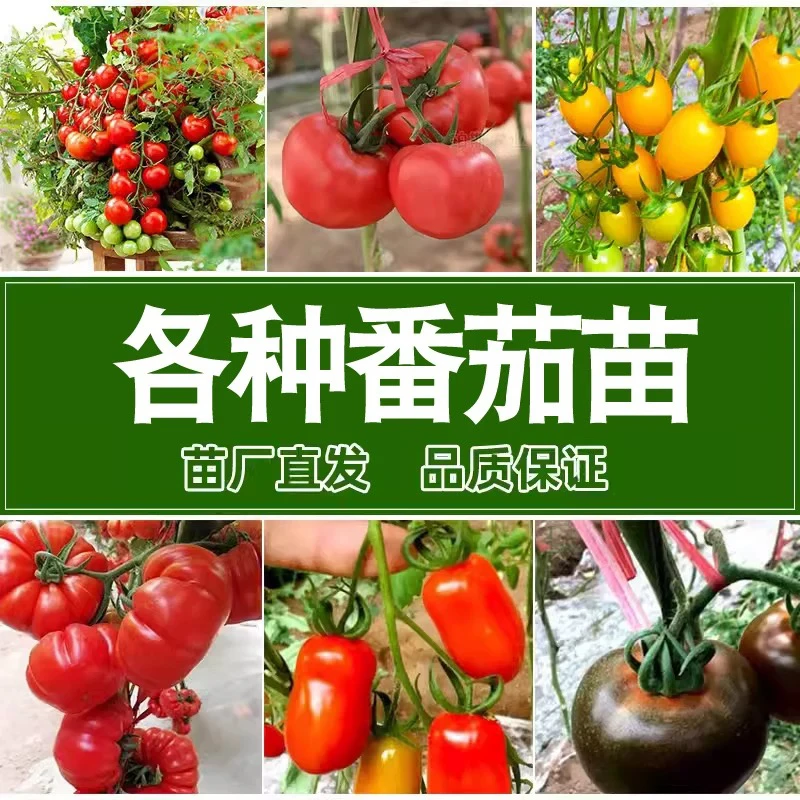 番茄种子番茄苗樱桃圣女果种苗蔬菜种子西红柿苗蔬菜秧苗盆栽