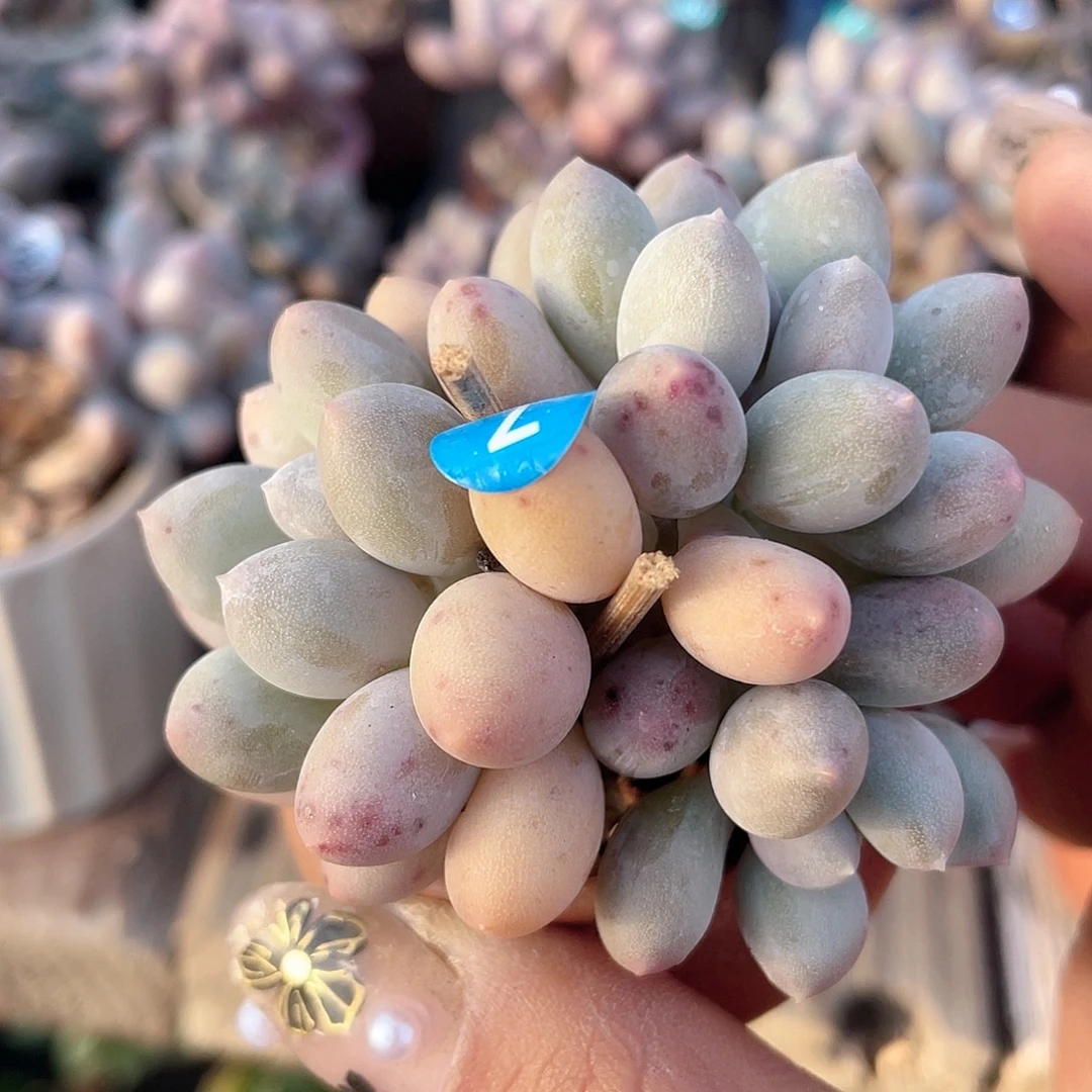 溜溜球 4口盆 3头 脱土发货