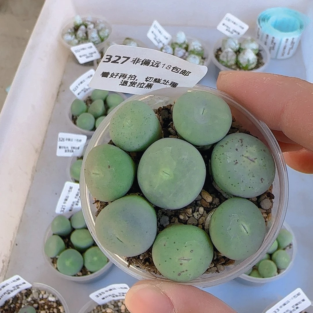 327号，大号红嘴，18包邮