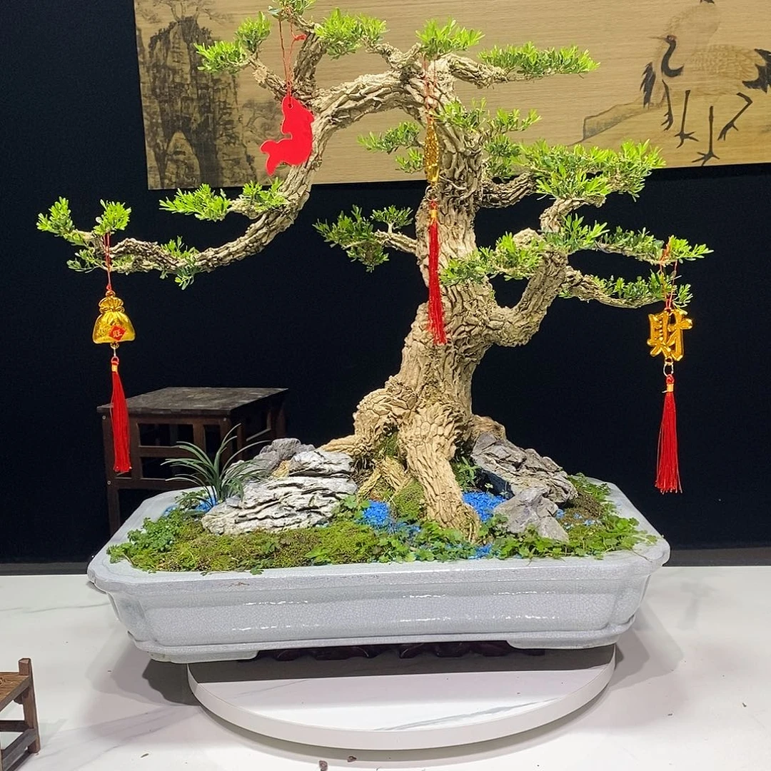 当前无花朵，栽培后可花朵