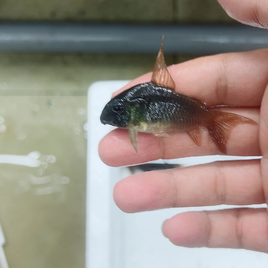 鼠鱼高帆超级红帆鼠