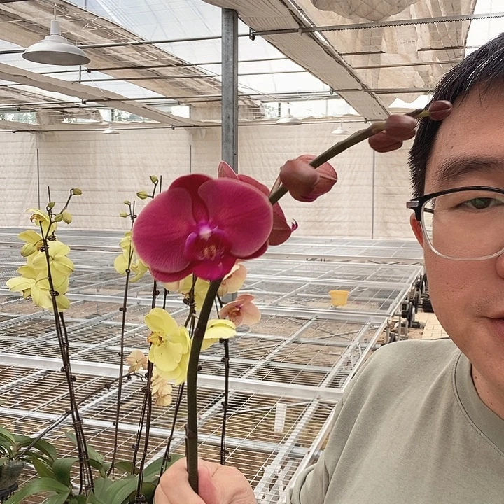 完全开放金苹果3.0带花苞