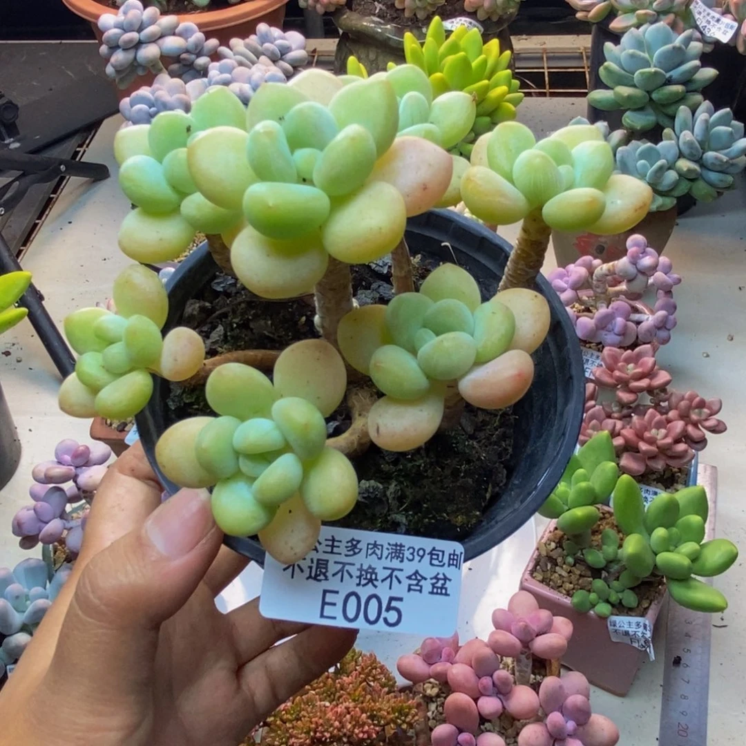 005白奶糖多肉7c m