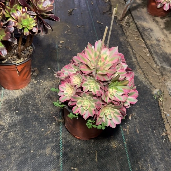 65粉女巫多肉多肉多肉