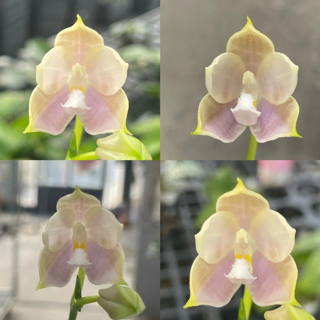 2.5寸 lch009咖啡盾交SG72-苗【1.7升2.5刚出根、叶瑕】珍奇趣味兰