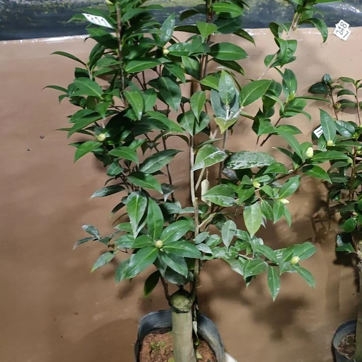 311娃丽娜深，原盆原土发货，不包邮