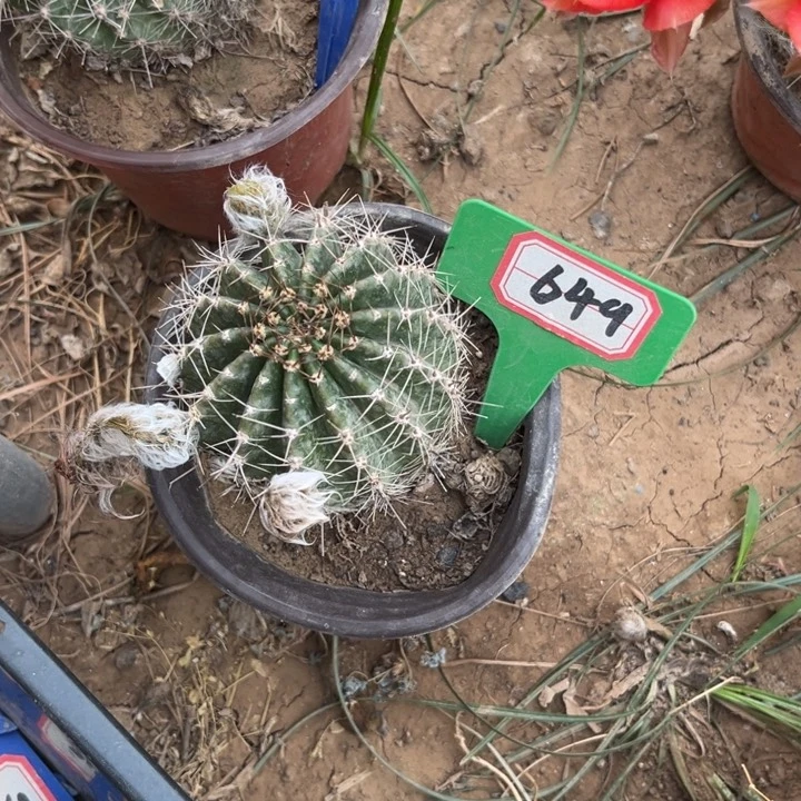 4**2649。 彩草心火。。。。。