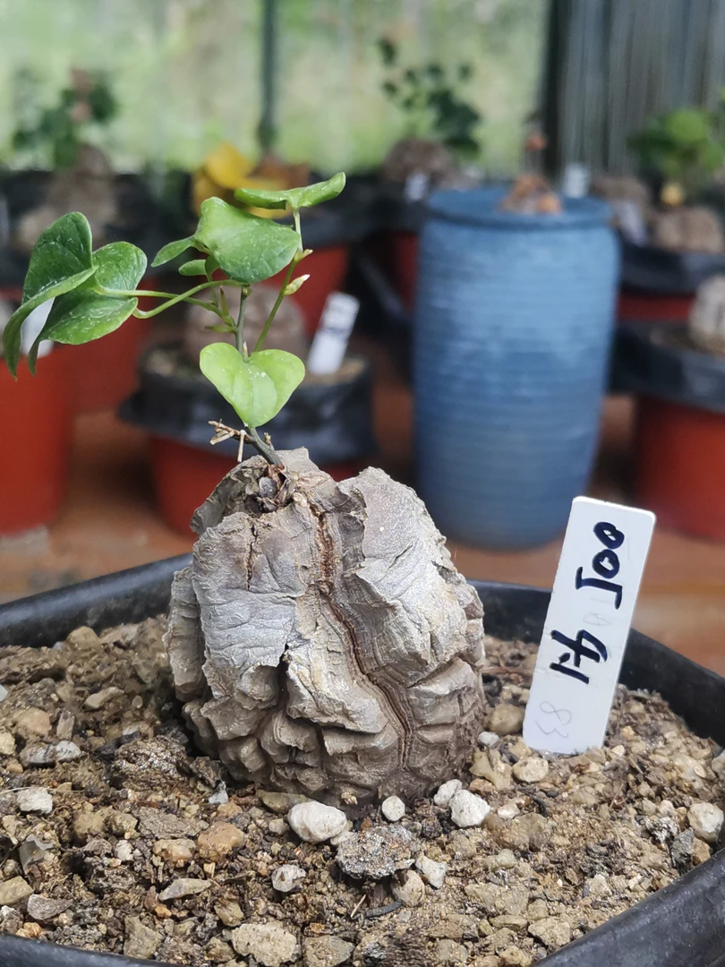 005南非块根植物龟甲龙