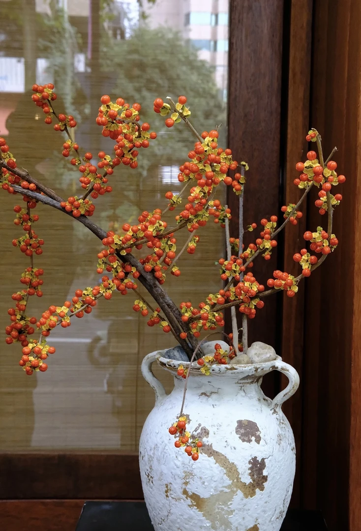 日本进口 小众 南蛇藤鲜切花室内干花装饰佳品