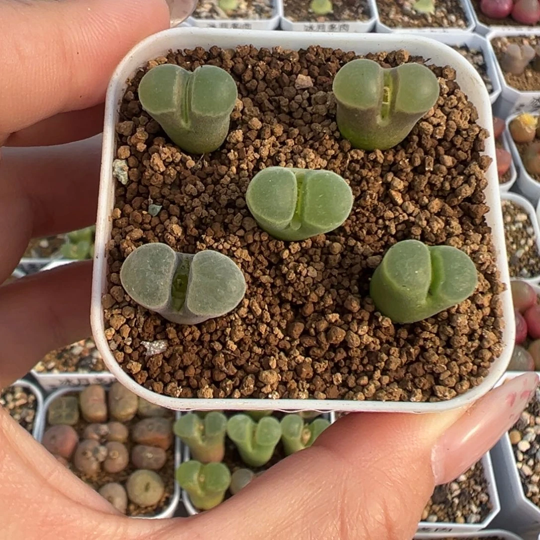 743风铃y400裸根发货