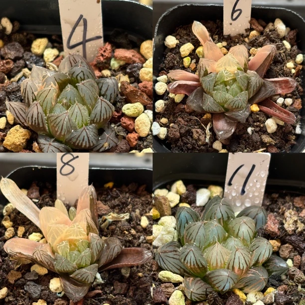 8 号福利十二卷玉露锦寿锦一物一拍带盆发货1月18号更新