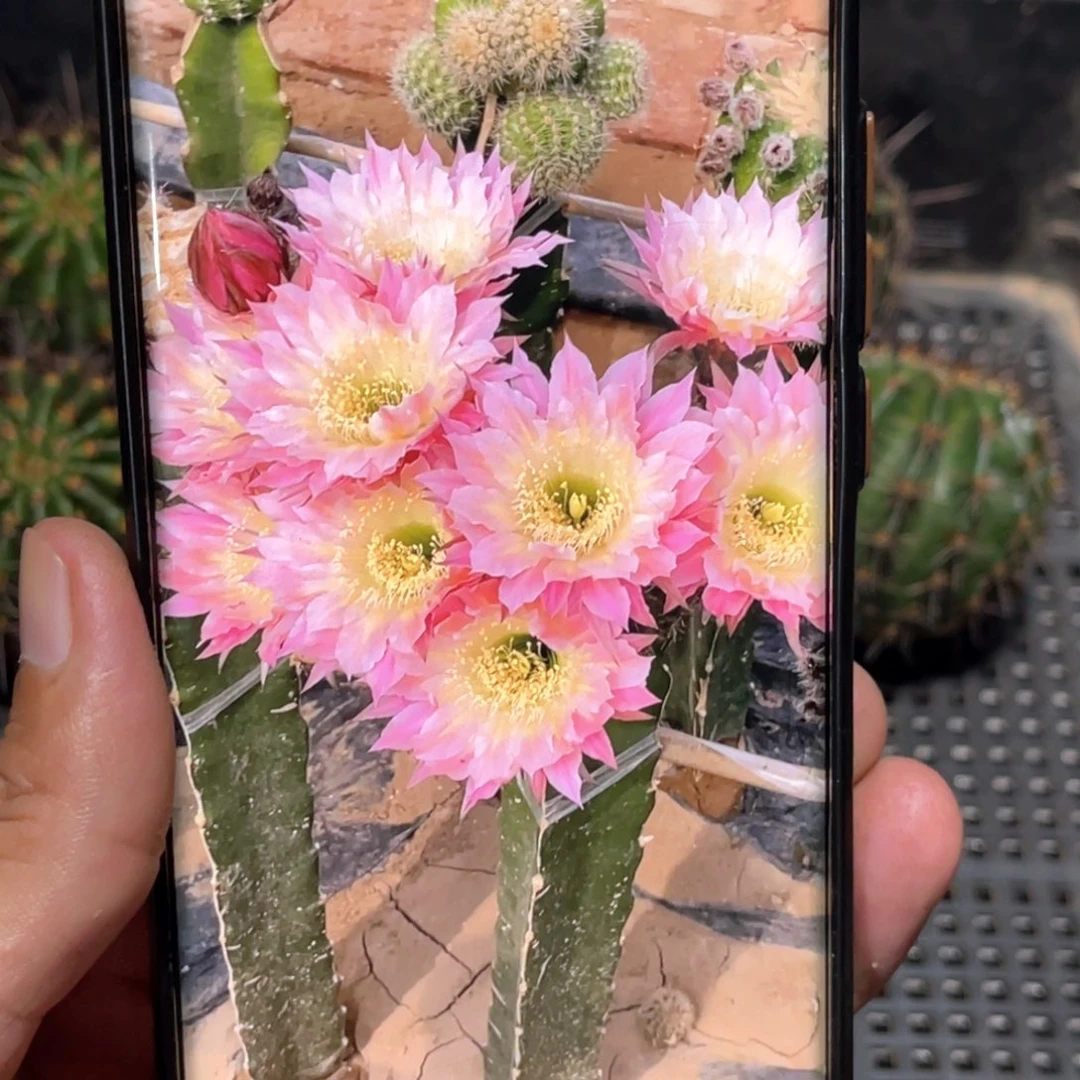 彩 彩蝶侧芽 歪 满20包邮5公分