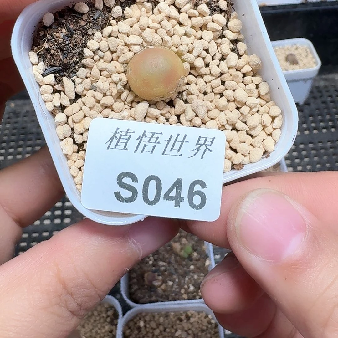 多肉植物多肉植物哇f