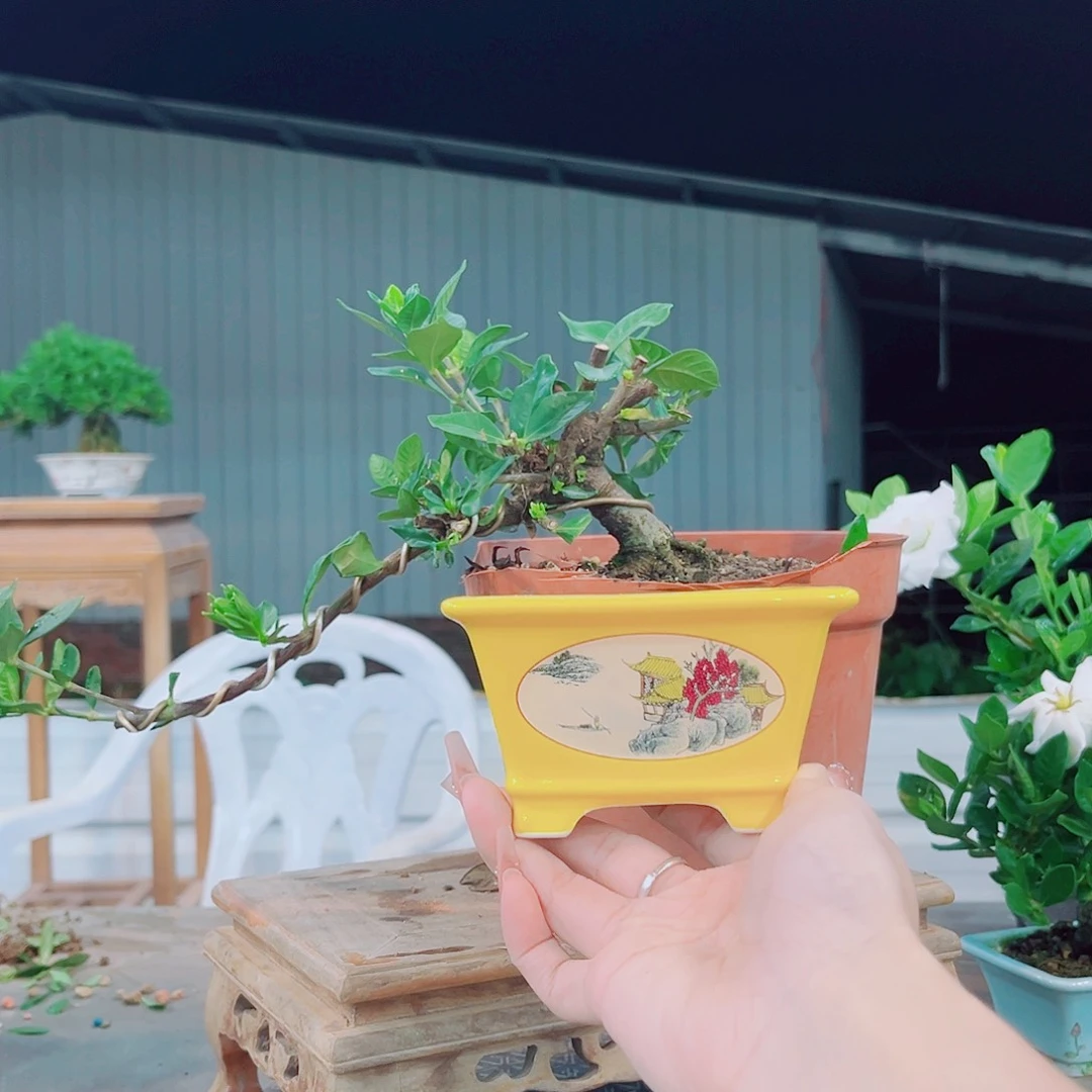 C***X法莲栀子花花花花